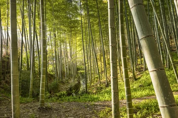 Fototapeten Bambuswald von Kyoto, Japan © SeanPavonePhoto