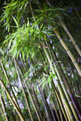 Bamboo in a japanese garden © Redzen