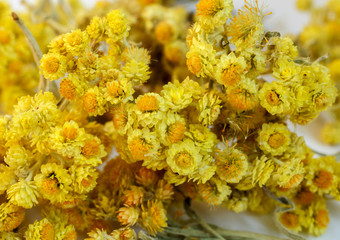 Dried flowers of helichrysum