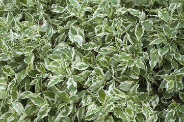 Background of green leaves