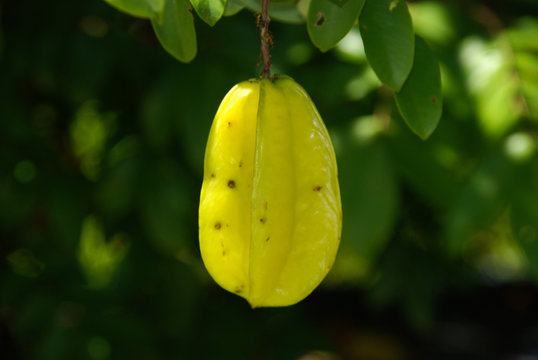 sechellen, frucht