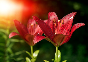 Red flowers lily. Floral background