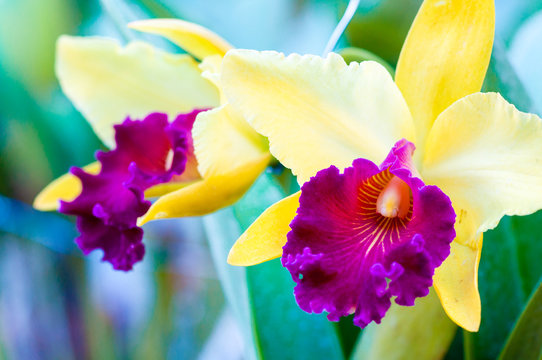 Close up shot on colorful Cattleya Orchids