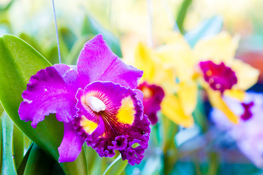 Close up shot on colorful Cattleya Orchids