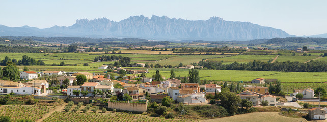 Naklejka premium Vineyards with Montserrat peaks at background