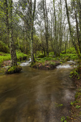 Fototapeta na wymiar river stream on the beautiful Monchique