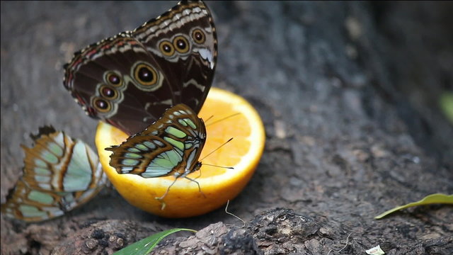 butterflies feeding with orange juice close up