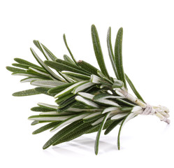rosemary herb spice leaves isolated on white background cutout