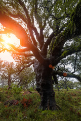 Fototapeta premium View of a eerie and foggy forest of carob trees.