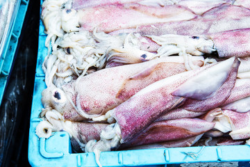 Squids in a transportation box