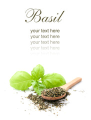 fresh and dried basil isolated