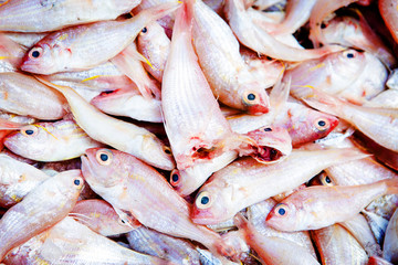 Fresh Sharptooth snappers fish Damage from shipping