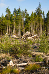 Landscape left Scarred after Logging Clear Cut