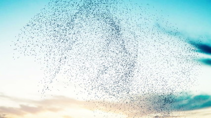 Flock of birds swarming against a sunset sky.