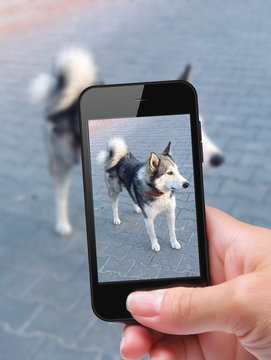 photo self dog with smartphone