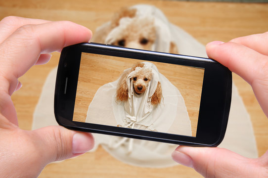 photo self dog with smartphone
