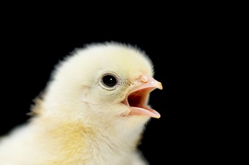 Kopf eines jungen Kükens, Nahaufnahme - dunkler Background