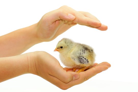 Hühnerküken, schützende Hand