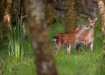 two young deer in the forest