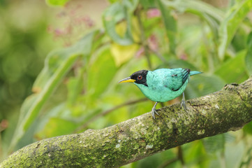 Green Honeycreeper