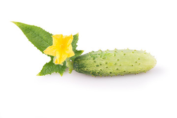 fresh young cucumber with leaves and flower