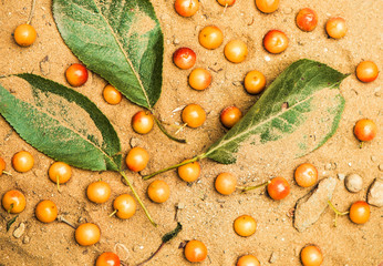 sand with green leafs and barries