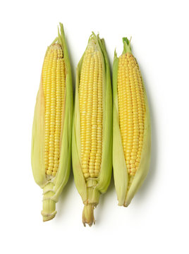 Ears of corn isolated