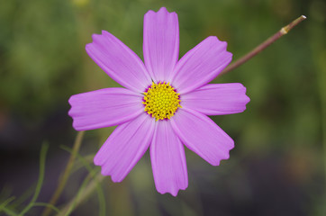 シンメトリー