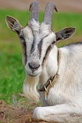horned goat