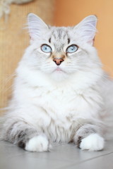 Naklejka na ściany i meble candid cat of siberian breed, female