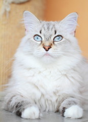 candid cat of siberian breed, female
