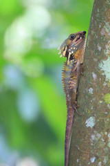 Boyd's forest dragon (Hypsilurus boydii) in Cairns, Australia