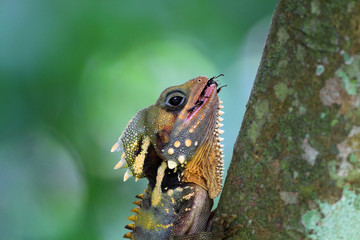 Boyd's forest dragon (Hypsilurus boydii) in Cairns, Australia