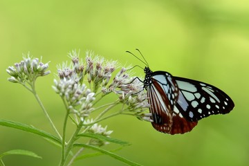 ヒヨドリバナに留まるアサギマダラ