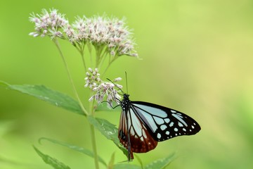 ヒヨドリバナに留まるアサギマダラ
