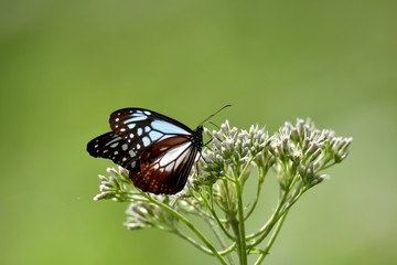 ヒヨドリバナに留まるアサギマダラ