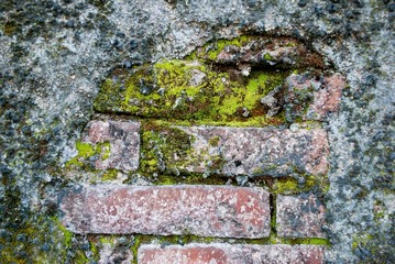 moss on the old bricks.