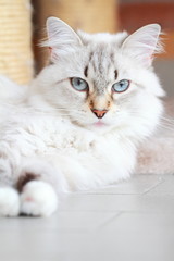 Naklejka premium white cat of siberian breed,livestock cat