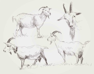 vector sketch of a goat made by hand
