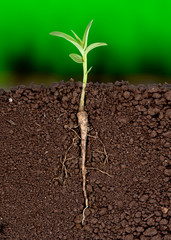 Growing plant with underground root visible