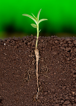 Growing plant with underground root visible
