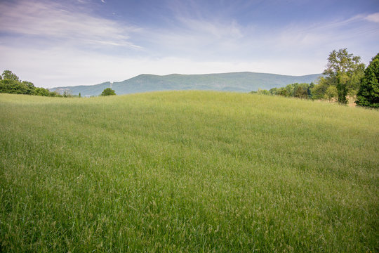 Green Hay Field