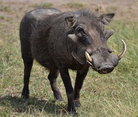 Serengeti Warthog
