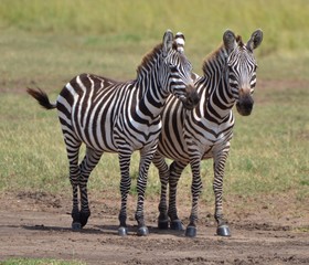 Young Zebras