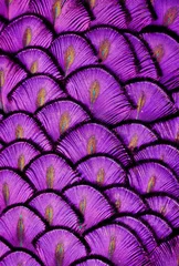 Peel and stick wall murals purple Purple Feathers
