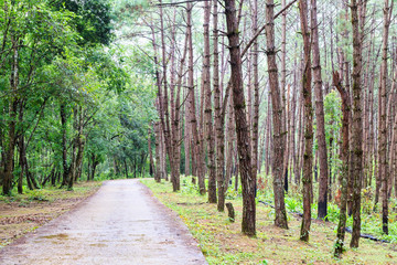 Obraz premium Coutryside road