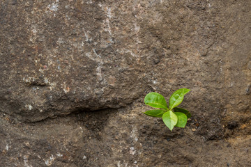 Small green plant growing between stones.