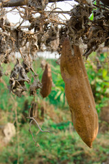 Dead Marrow is in the tree