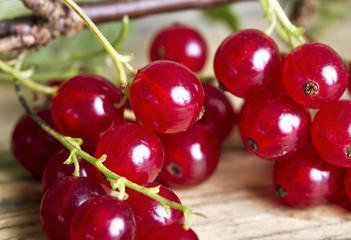 Red currant.
