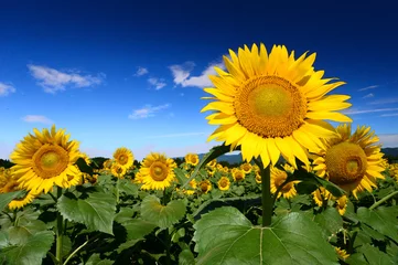 Foto auf Glas Sonnenblume © tqmnk924